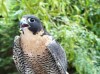 Peregrine-Parable