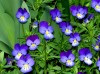 Violet-Views