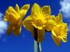 Symbolic-Declarations-of-the-Daffodil