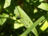 The-Buzz-about-Fly-Symbolism