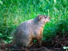 Woodchuck-Medicine---A-Sample-of-Symbolic-Interpretation