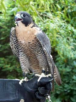 Peregrine Falcon Photo by Avia Venefica