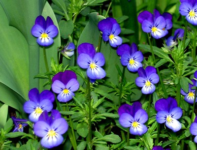 Violet Symbolism photo by Avia Venefica