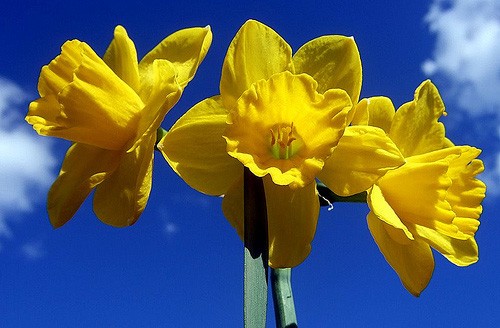 Daffodil Symbolism
