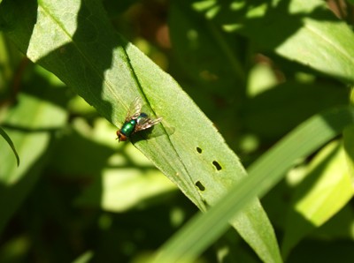 Symbolic Meaning of the Fly