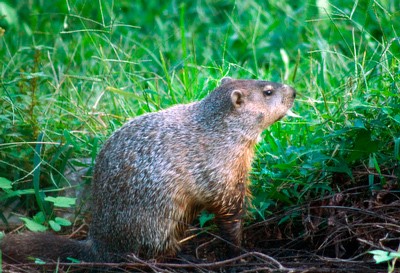 Woodchuck Medicine and Interpreting Symbolic Meaning